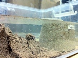 Suelo cemento Tratamientos de terrenos para consolidarlos y evitar polvo y barro